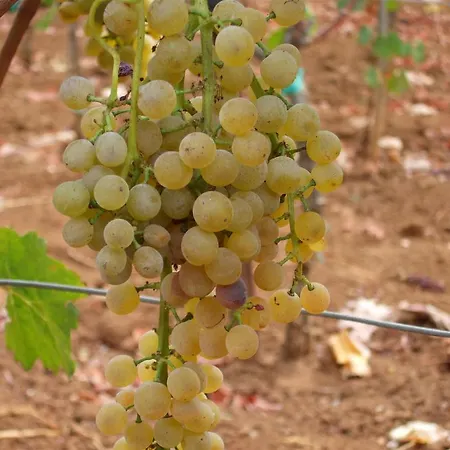 Winery Bacic