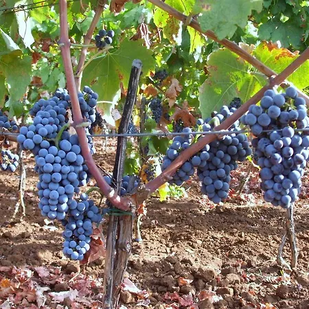 Apartment Winery Bacic Blato (Korcula)